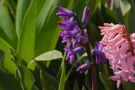 粉色格式素材粉色紫色淡紫色蓝色风信子花特写生长在花园公园 美丽的第一朵春天的花朵和新鲜的叶子 具有复制空间 风景水平格式的鲜艳彩色春照生态阳背景