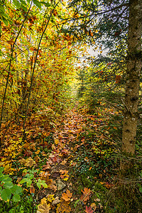 在伯伦修道院附近美丽的多瑙河谷的 美妙秋天远足天堂途径通量旅行岩石自然公园枝条茅屋落叶草地背景图片