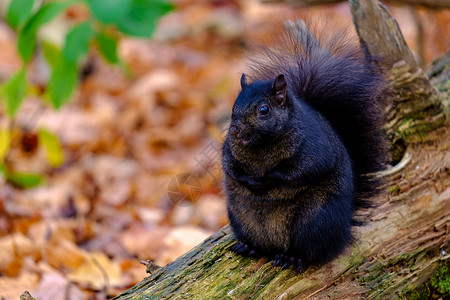 遗传变异小胖黑松鼠坐在原木上背景