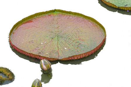 大莲花叶池塘百合叶子绿色生长花园光盘圆形背景图片