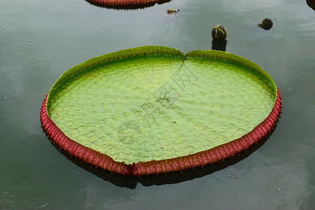 圆形叶子漂浮大莲花叶光盘圆形花园绿色叶子百合生长池塘背景