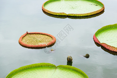 大莲花叶叶子花园绿色百合池塘生长光盘圆形背景图片