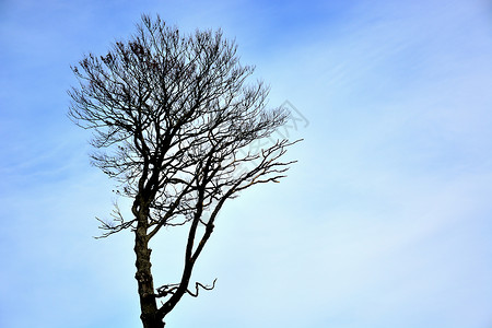 一片孤单的干枯树 蓝色背景背景图片
