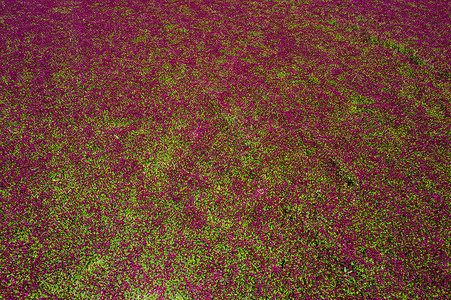 三叶草地属上方的红森三叶草场农场紫色草地风景天空三叶草森林粉色红色农业背景