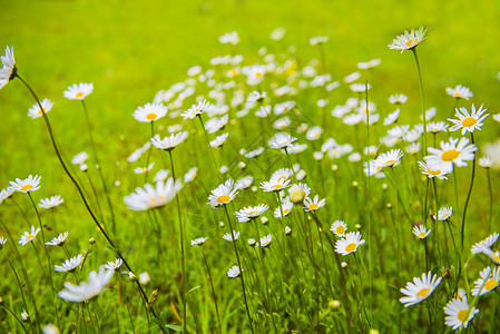 白花对着绿草高清图片