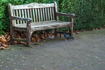 城市公园的木板凳花园椅子鸽子人行道公园长椅背景图片