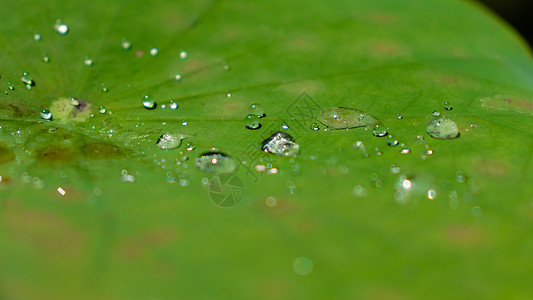 绿莲叶上的水滴 特写照片背景图片