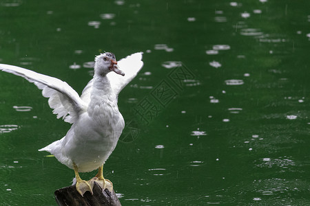 白鸭在绿水的木柱上摇动翅膀高清图片