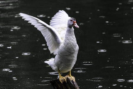 白鸭准备在绿水的木柱上飞翔高清图片