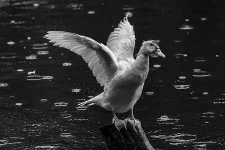 在木杆 绿水 黑白照片上展示其翼形白鸭高清图片