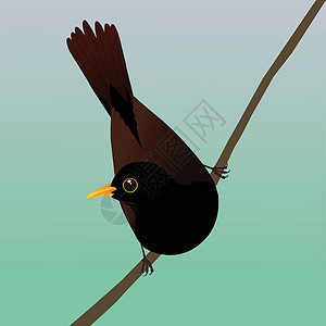 拉罗斯特纳黑鸟坐在对角分支上插画