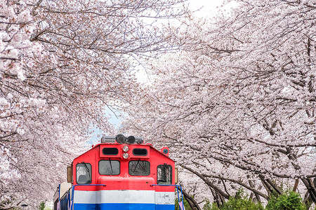 釜山火车 在金海的樱花之春之间季节铁路樱花植物群妖怪机车旅行吸引力地标车站背景图片