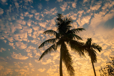 椰子树剪影边框椰子树背景照片在冬季季节性主题背光但色彩鲜艳的日出天空 在剪影的棕榈树在阳光下 天堂新西兰 自然地平线背景中的美热带海滩季节太阳背景