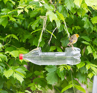 用回收塑料瓶制成的人工手工制作的鸟饲料和水箱荒野生态鸟类瓶子循环塑料升级鸟巢鸟器饮酒者背景