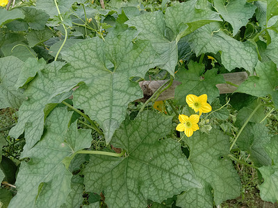 黄色彩色美丽的花朵结衣绿色橙子美景粉色红色花盆花园花瓣自然季节背景图片