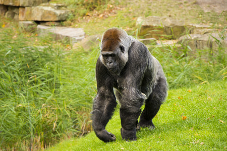 赤道几内亚动物园的大猩猩濒危摄影灵长类热带动物群低地眼睛雨林目的地女性背景