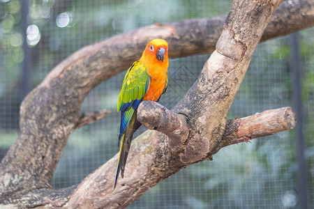 树枝上美丽的美鹦鹉旁的太阳栖息动物群羽毛翅膀荒野热带鹦鹉鸟类红色情调背景图片