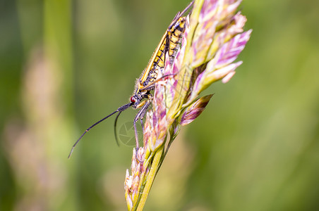 季节草原上草叶上的小小甲虫条纹花园休息宏观漏洞昆虫野生动物生活身体工作室环境背景图片