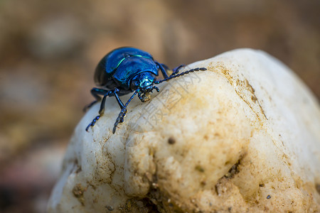 天蓝叶甲虫在一块石头上吃饭时吃荒野漏洞动物雨滴水滴植物花瓣昆虫蓝色植物群背景图片
