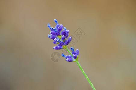 季节花园中盛开的紫色软花朵植物群框架玫瑰投标浪漫墙纸园艺边界艺术太阳背景图片