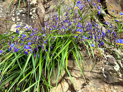 紫色岩石百合从岩石中生长出来的蓝花朵背景