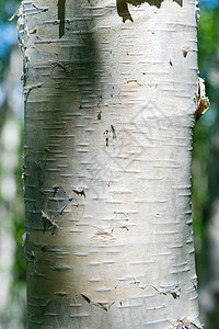 夏季特写背景上的白桦树干高清图片