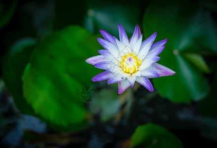 蓝色莲花素材池塘上含莲叶的百合丽水花园热带百合美丽黄色白色公园花瓣季节蓝色背景