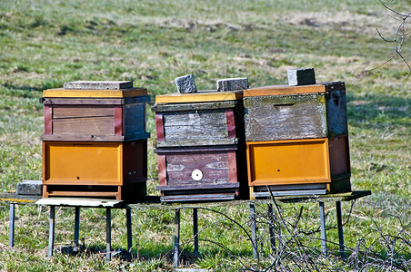 几个蜜蜂素材蜜蜂种群蜂巢蜂房养蜂业蜂蜜昆虫爱好背景