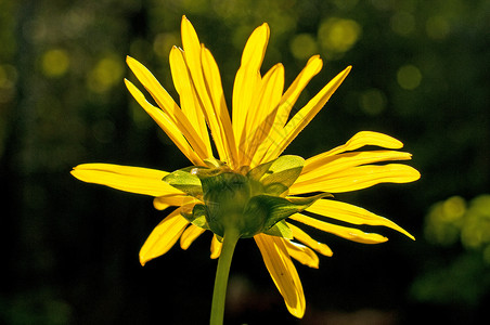 在后光中开花背光晴天艺术植物群宏观花瓣黄色背景图片