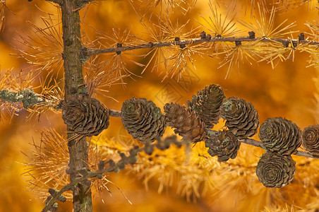 秋季颜色的 LARCH针叶树果属背景图片