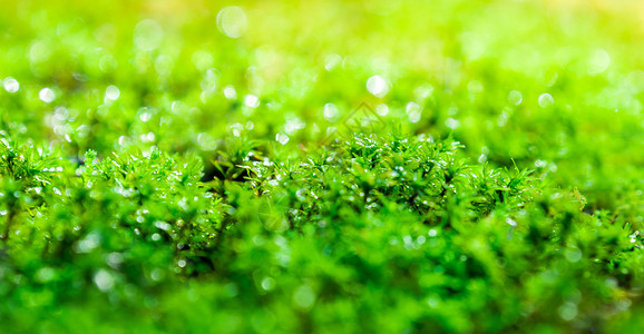 地上生长的新鲜绿苔 苏河水滴环境公园阳光花园宏观藻类热带晴天森林石头背景