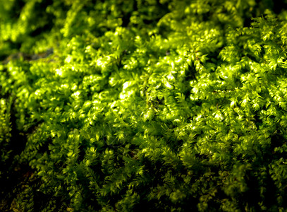 地上生长的新鲜绿苔 苏河水滴石头公园宏观花园绿色环境季节热带晴天藻类背景