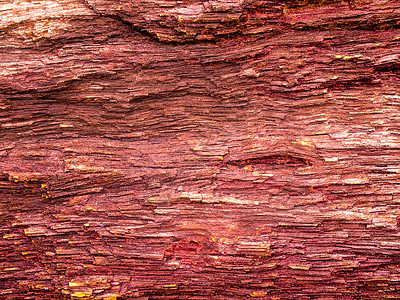 无损探伤完好无损的大树木化石森林化石历史岩石石头树干棕色木头背景