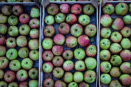 农村秋天产自生苹果 苹果完全堆在木制箱子里了 很完美背景图片