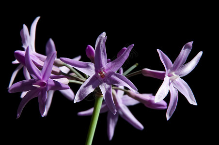 图尔巴吉亚紫色宏观草本植物香料百合植物温室厨房背景图片