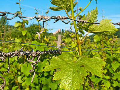 葡萄园藤蔓栽培蓝色天空酿酒师背景图片