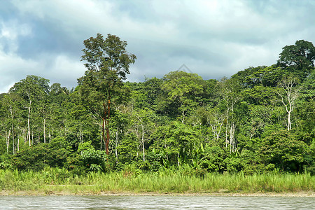 黑鱼河热带雨林热带雨林景观 厄瓜多尔亚马逊纳波河流域背景