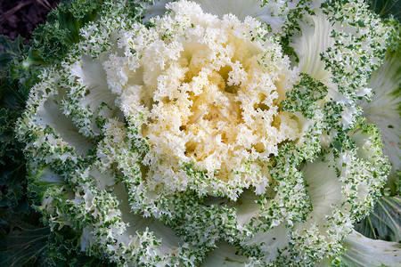 花园中的Brassica色蕾花白装饰性卷心菜高清图片