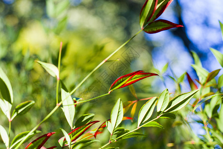 观赏灌木Nandina 家佣假bokeh背景 自然背景花园树叶树篱园艺植物学植物团体植物群地面蓝色背景