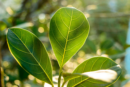 背光阳光绿叶吸收早晨的阳光 植物的叶子与背光的早晨光线特写 自然背景中的美 光合作用叶绿素植物学生物学概念花园太阳光合作用环境保护环境摄背景