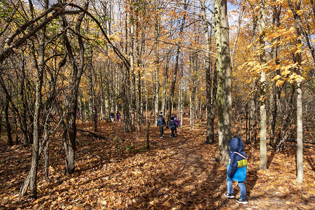 幼稚园在秋天的树林里散步背景图片