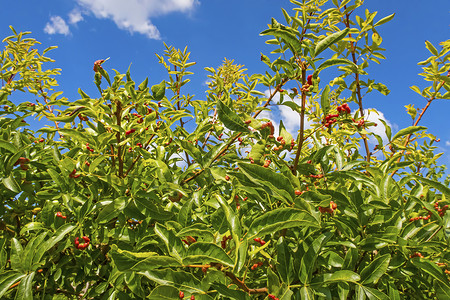 乳香树自然中的树和绿叶香气草本植物植物群衬套香料植物学环境浆果叶子乳香背景