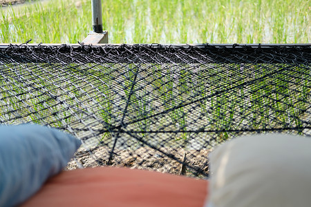 稻田素材网睡在稻谷田边的蚊帐枕头上织物花园睡觉睡眠休息绳索稻田场地背景