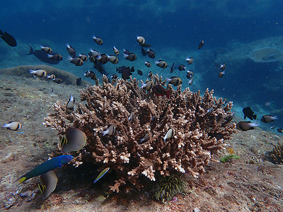 蓝海下鱼类和珊瑚 水下摄影潜水活动蓝色海洋海洋生物动物背景图片