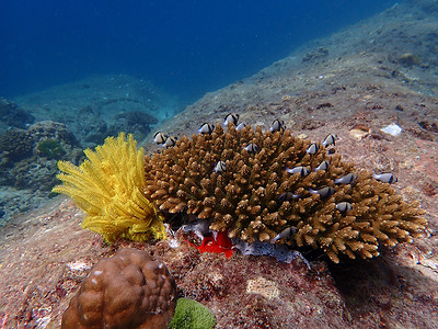 蓝海下鱼类和珊瑚 水下摄影活动动物蓝色海洋生物潜水海洋背景图片