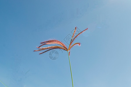 清蓝天空草花背景图片