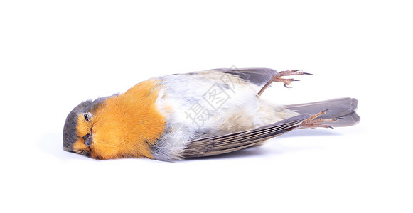 死盗红胸鸟红色白色胸部流感死亡胸鸟背景图片