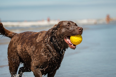 取回拉布拉多采集犬在海滩上捡黄色塑料球的狗背景