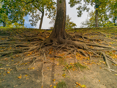 树根下吃西瓜公园地外许多树根根绿色棕色环境森林季节公园树干叶子植物树木背景