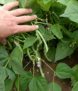 种植牙植体新鲜绿豆种植 豆种花朵和豆果实农场收成种子植物叶子水果豆类绿色农业背景